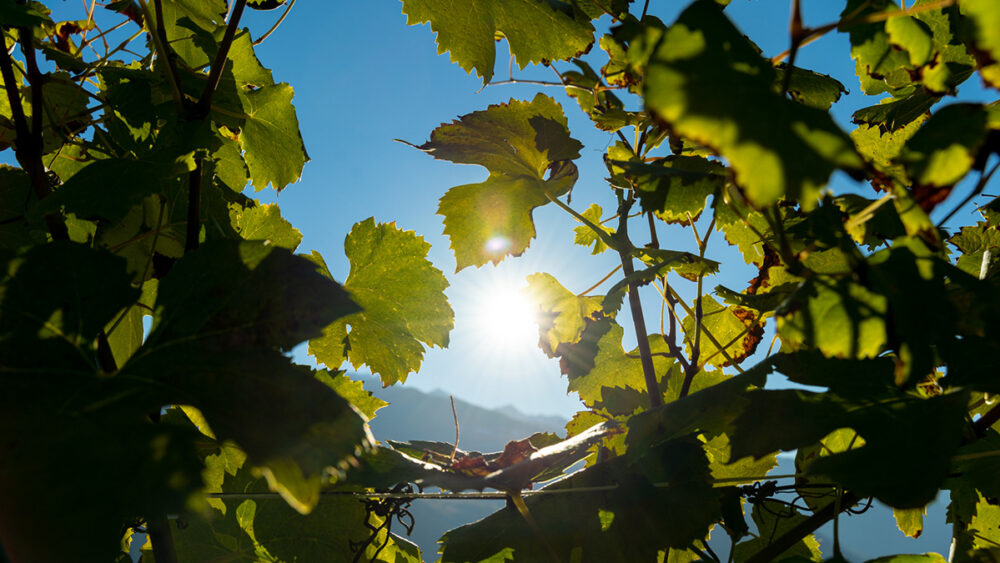 gal valtellina valle dei sapori