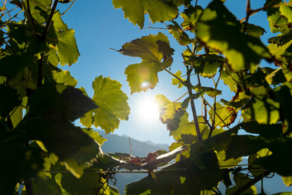 gal valtellina valle dei sapori